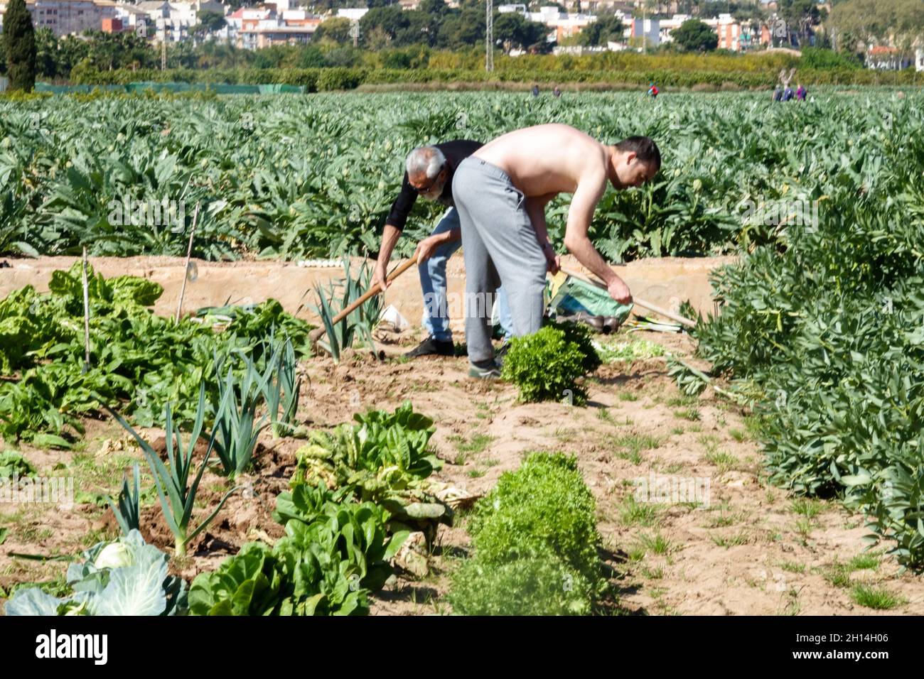 Dos hombres que acaparan malezas Valencia España huerta granja de verduras Foto de stock