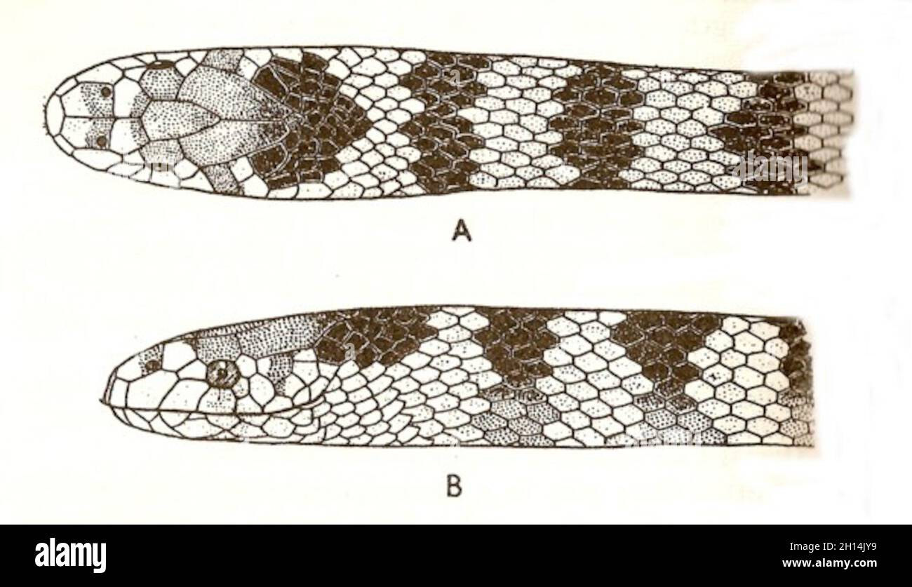 Hydrophis cyanocinctus Dausin 1803, serpiente marina perteneciente a la familia Elapidae, Serpentes. Foto de stock