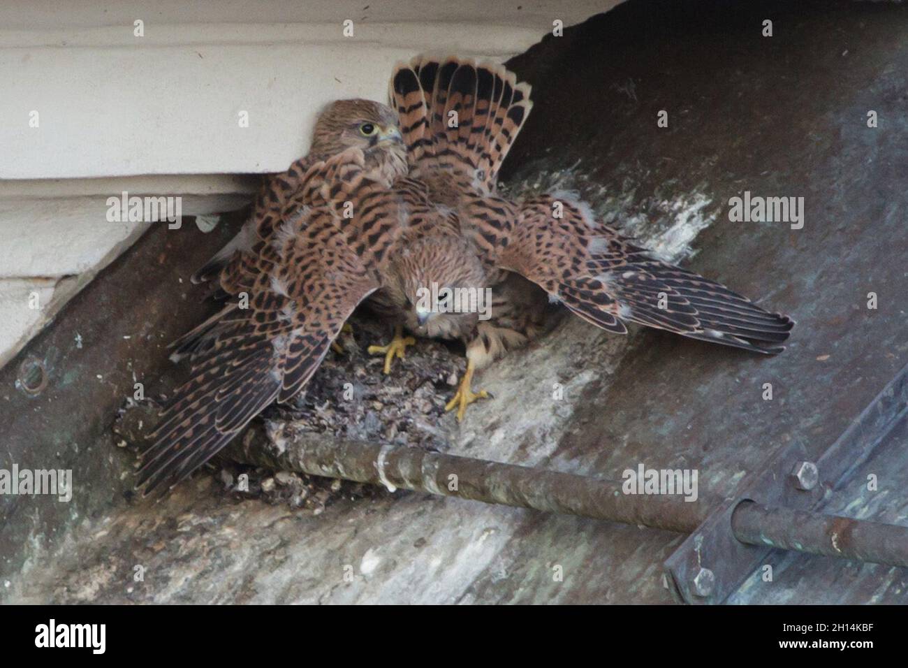 Dos jóvenes cernícalos comunes (Falco tinnunculus) fotografiados en el nido en el techo de Praga, República Checa. Foto de stock