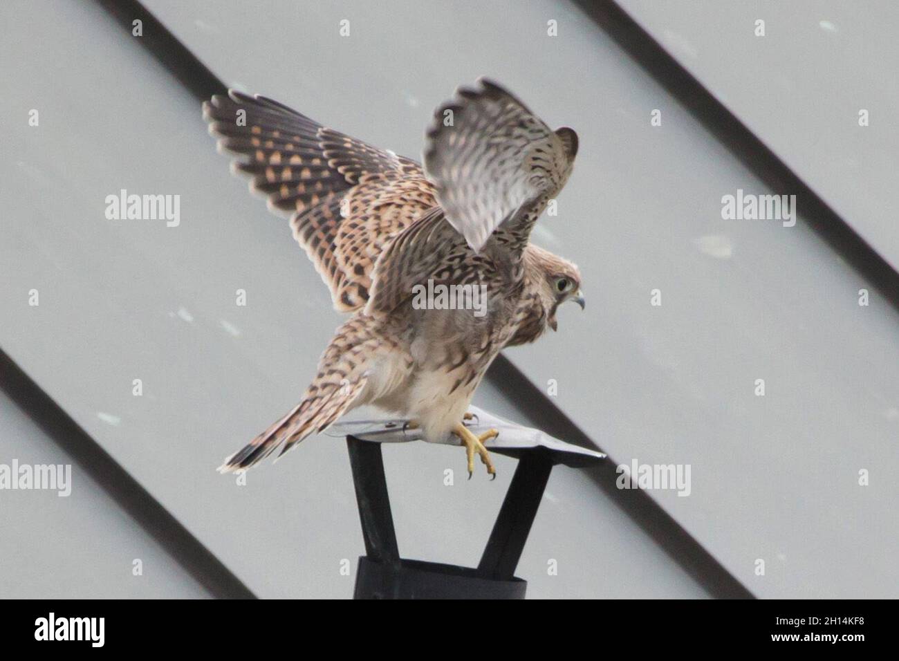 Joven común kestrel (Falco tinnunculus) fotografiado mientras aprende a volar junto al nido en el techo en Praga, República Checa. El kestrel se representa en el día en que vuela por primera vez. Foto de stock