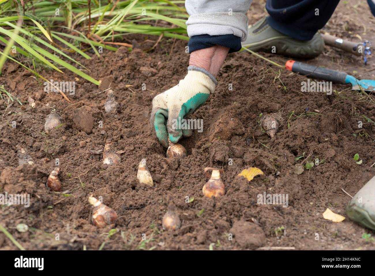 Jardinero plantando bulbos de narciso (Narcisus poeticus) en otoño. Foto de stock