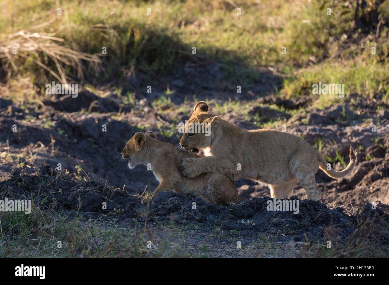 Dos cachorros de león, Panthera leo, jugando. Concesión de Khwai, Delta de Okavango, Botswana Foto de stock