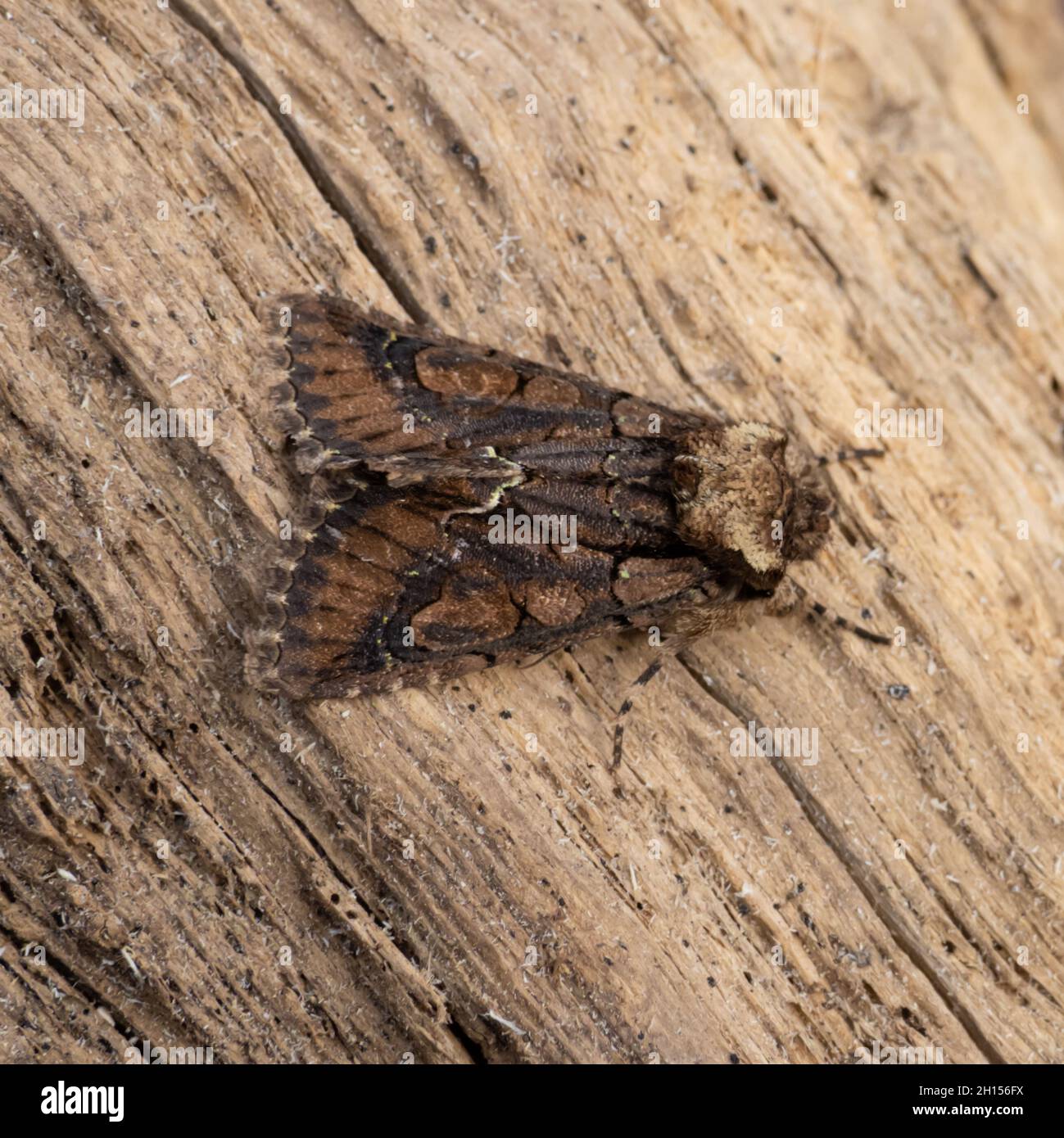My Image 15