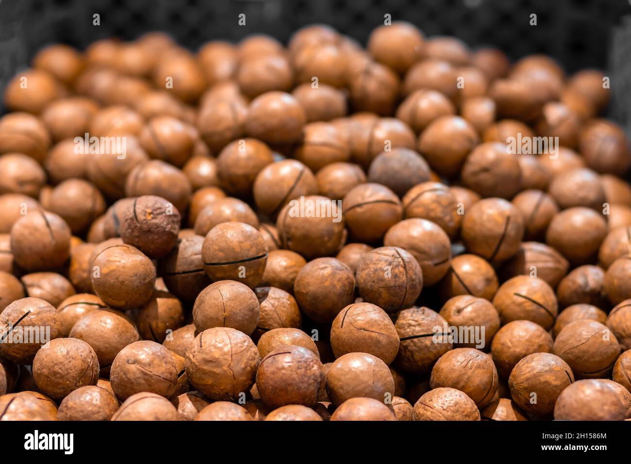 textura de nueces de nuez o macadamia con cáscara, fondo natural, enfoque  selectivo, vista lateral Fotografía de stock - Alamy