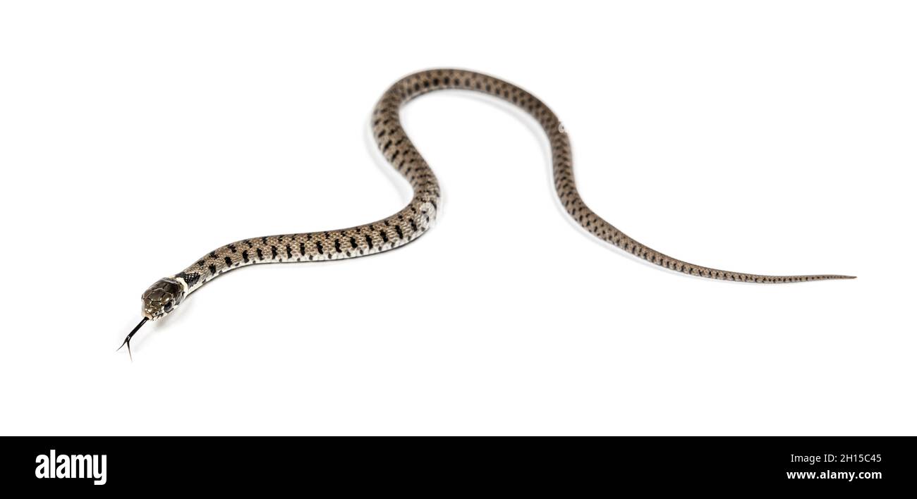 Serpiente de cuello blanco fotografías e imágenes de alta resolución - Alamy