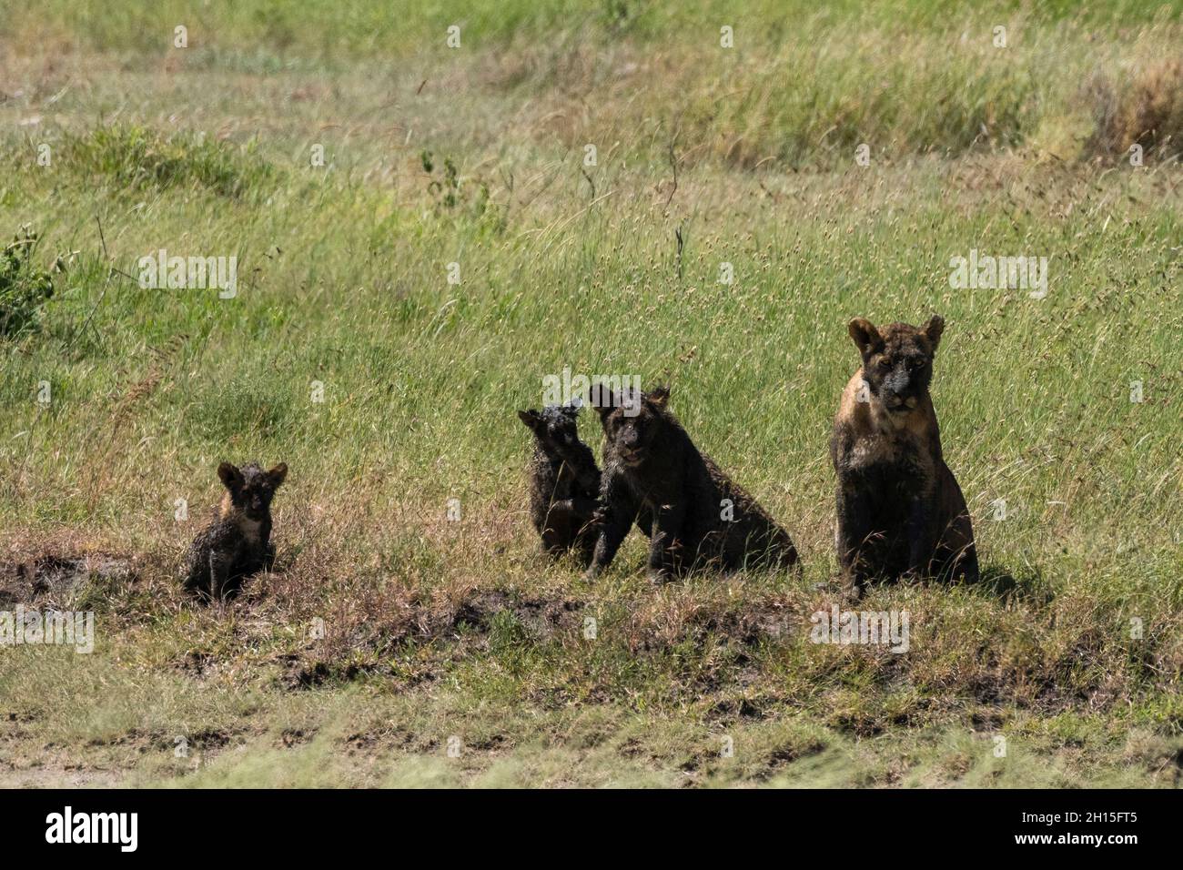 Una leona, Panthera leo, y sus cachorros cubiertos de barro. Seronera, Parque Nacional Serengeti, Tanzania Foto de stock