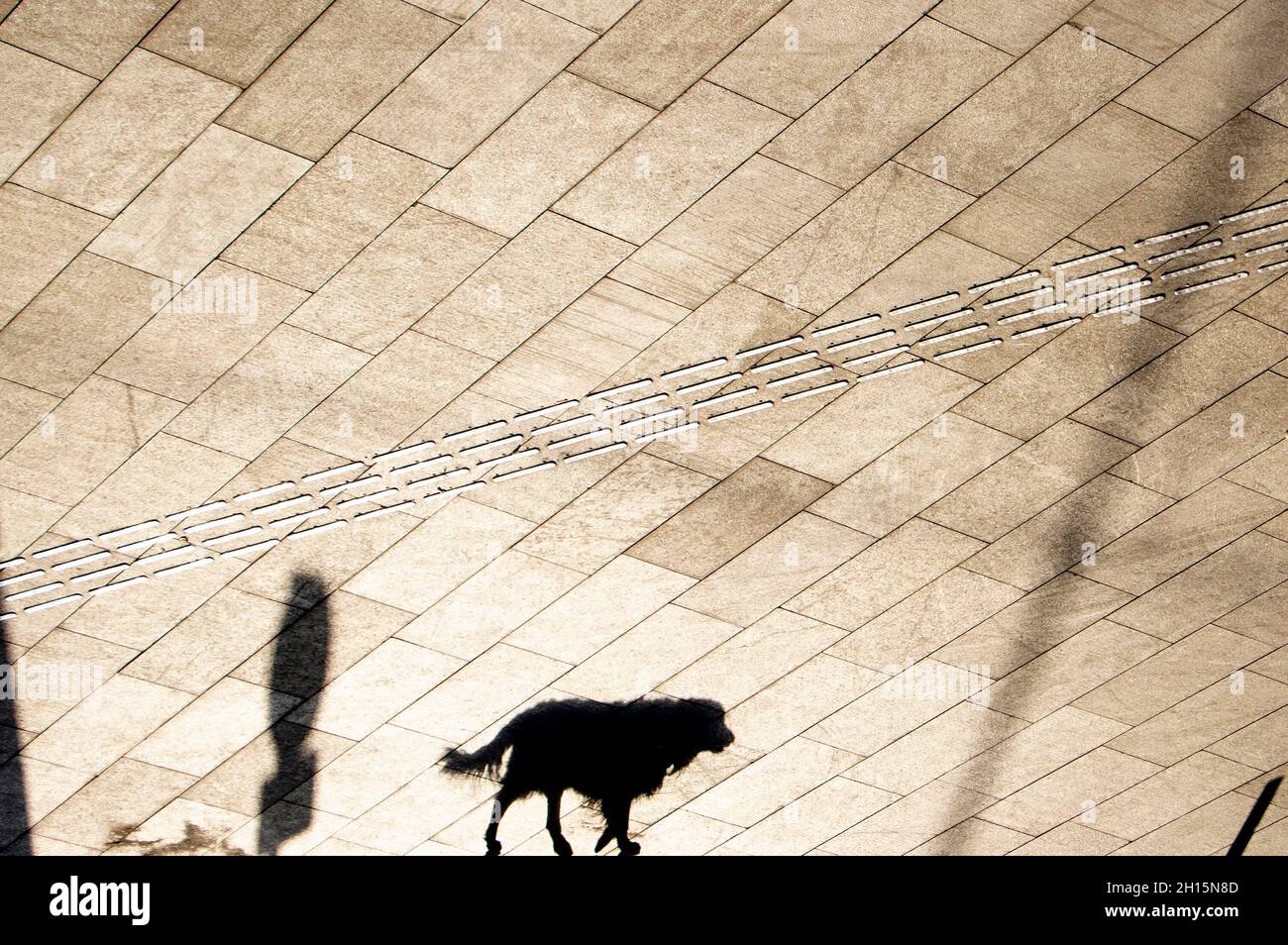 Baldosas indicadoras de pavimentación táctil y silueta de sombra de un perro caminando solo en la calle de la ciudad en sepia blanco y negro Foto de stock