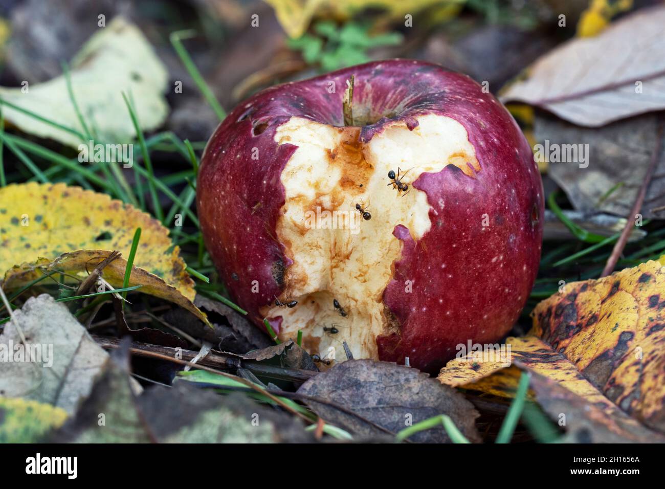 Apple en el suelo, Ants en la manzana mordida Foto de stock