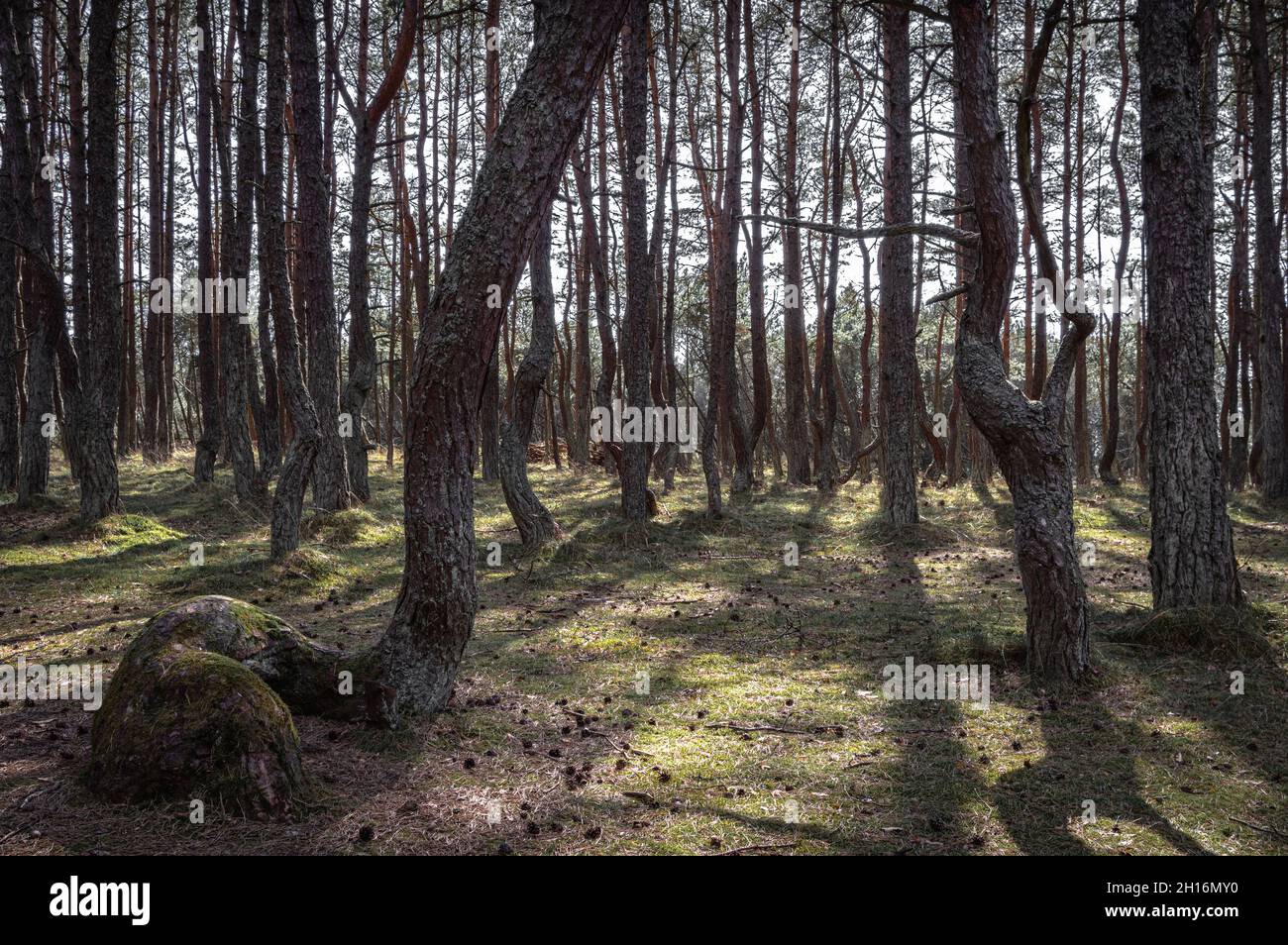 Bosque de árboles inusualmente retorcidos en el Parque Nacional de Curonian Spit, Kaliningrado. Foto de stock