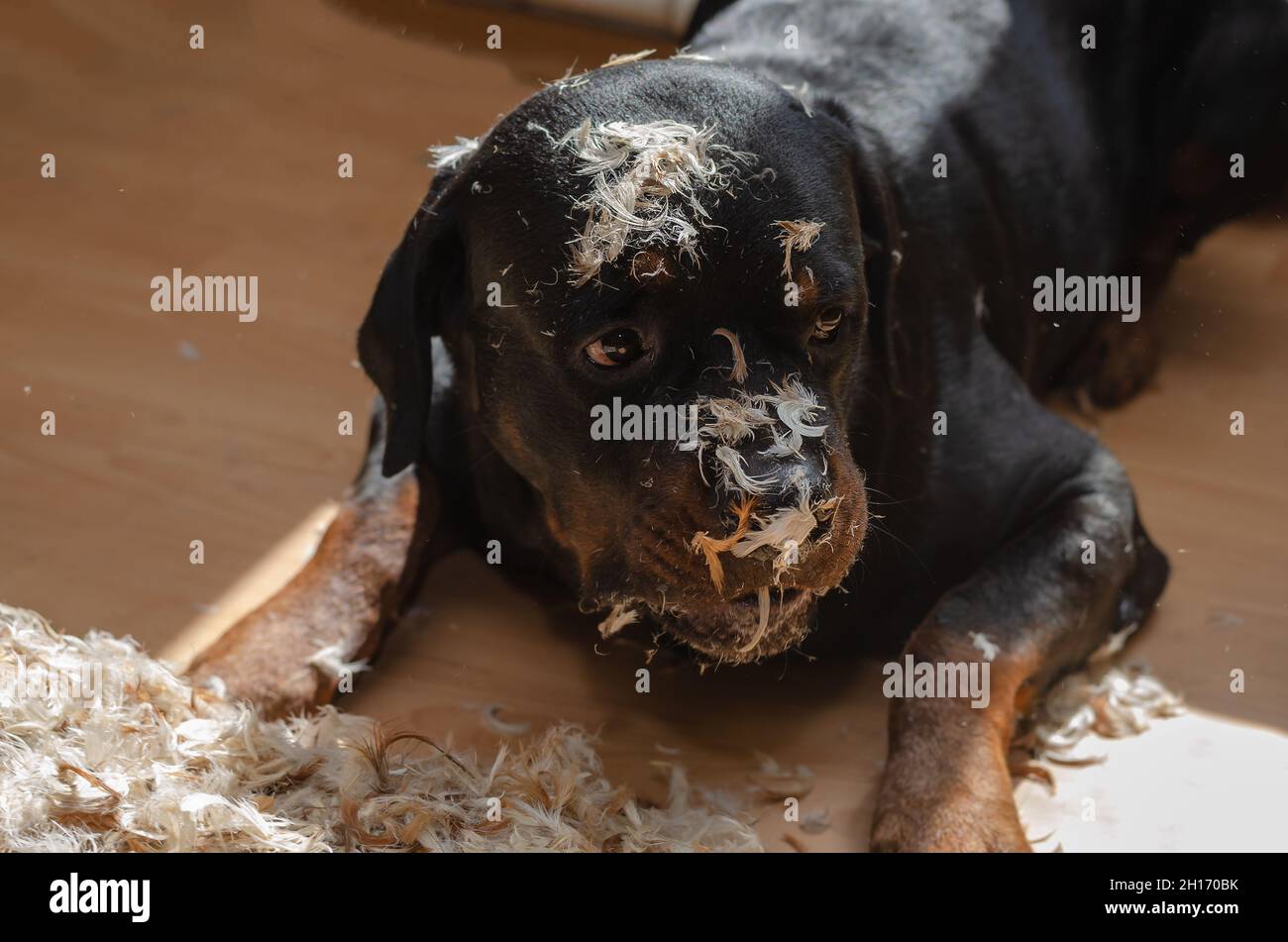 La mascota ha roto una manta de plumas. Un perro Rottweiler está acostado  en el piso de la sala de estar. Plumas en la nariz y el hocico del perro.  Interior. Se