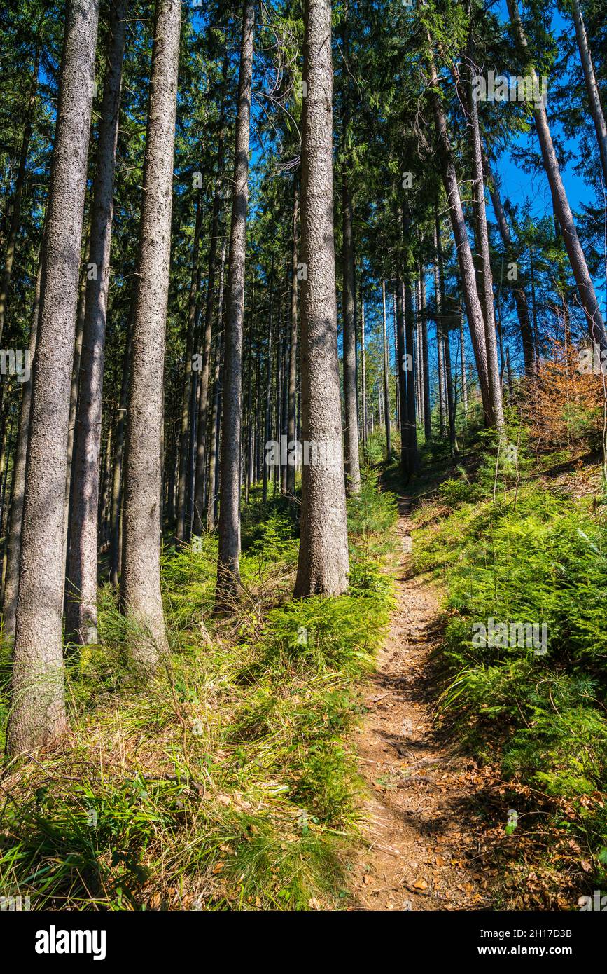 Alemania, sendero de senderismo junto a enormes troncos de árboles antiguos en el bosque negro paisaje natural perfecto para los deportes y la relajación de la naturaleza Foto de stock
