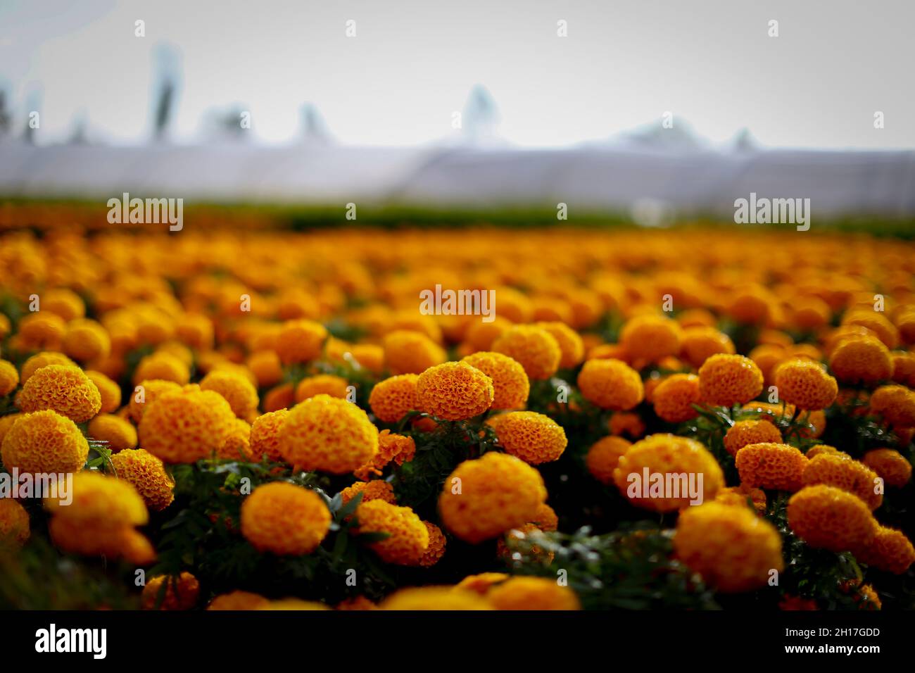 Cempasuchil flores vistas en un campo. La cosecha y venta de flores de  Cempasuchil en Xochimilco comienza esta semana antes de las fiestas del Día  de los Muertos en México. (Foto de