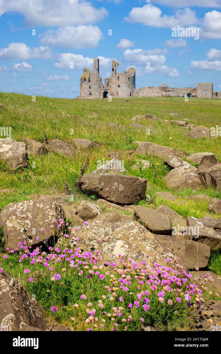 Dunstanburgh Castillo Northumberland Inglaterra visto desde la orilla rocosa con Pink Sea Thrift cerca de Craster Northumberland costa Inglaterra GB Reino Unido Europa Foto de stock