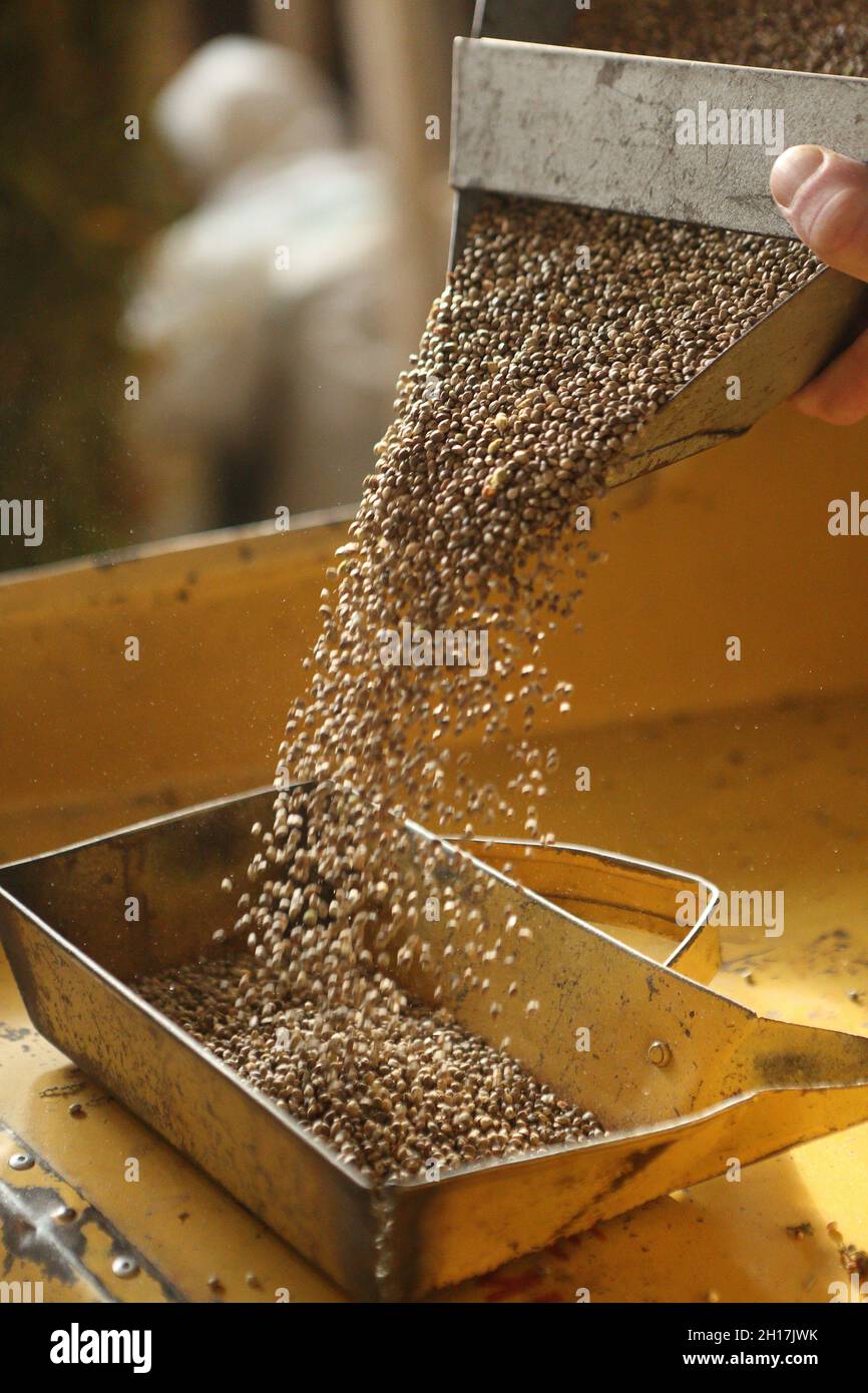 Las semillas de cáñamo sativa se vierten en una caja de hierro Foto de stock