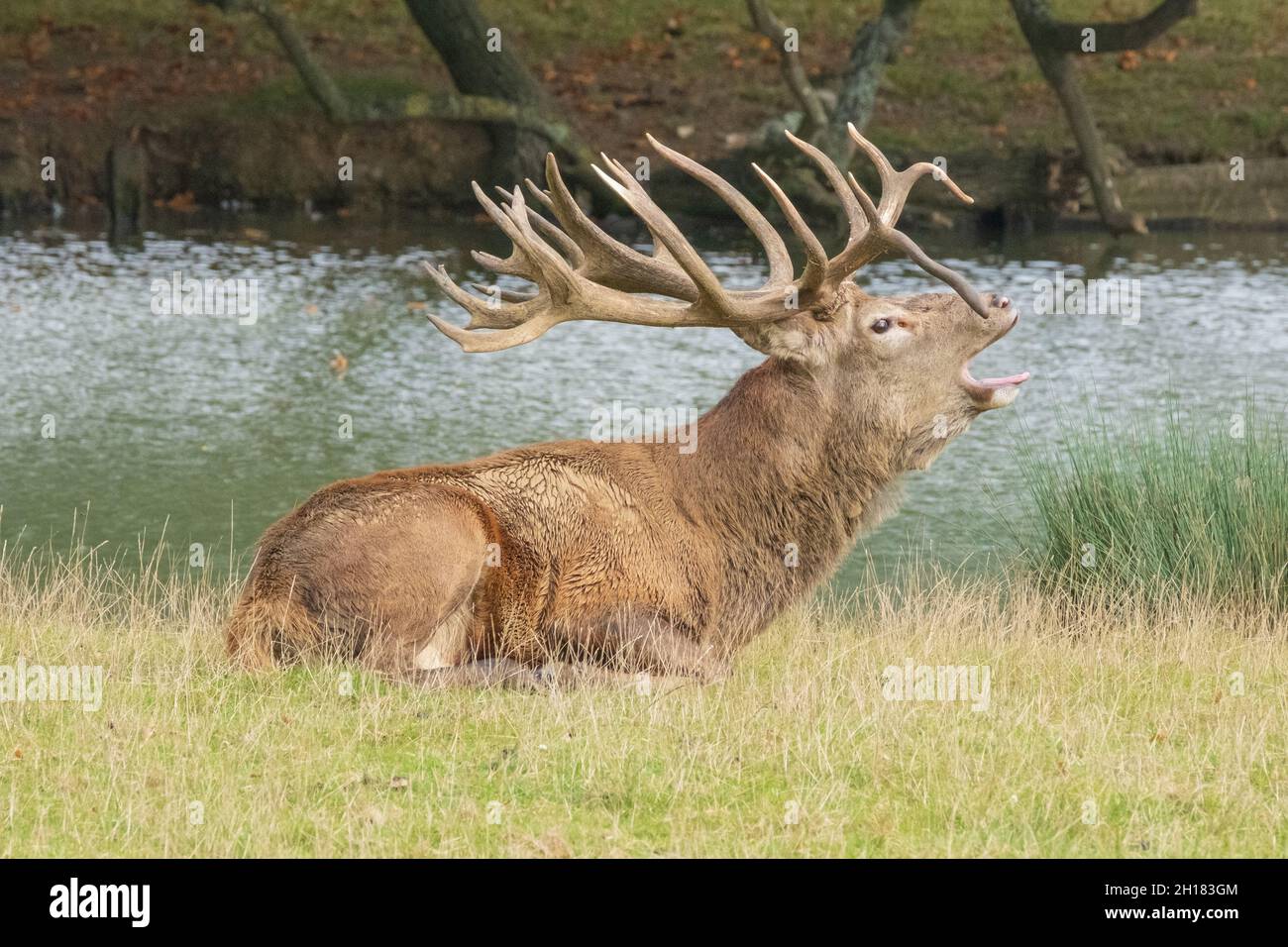 Inglés Red Stag Deer exhibiendo cortantes, ladrando, aullando y