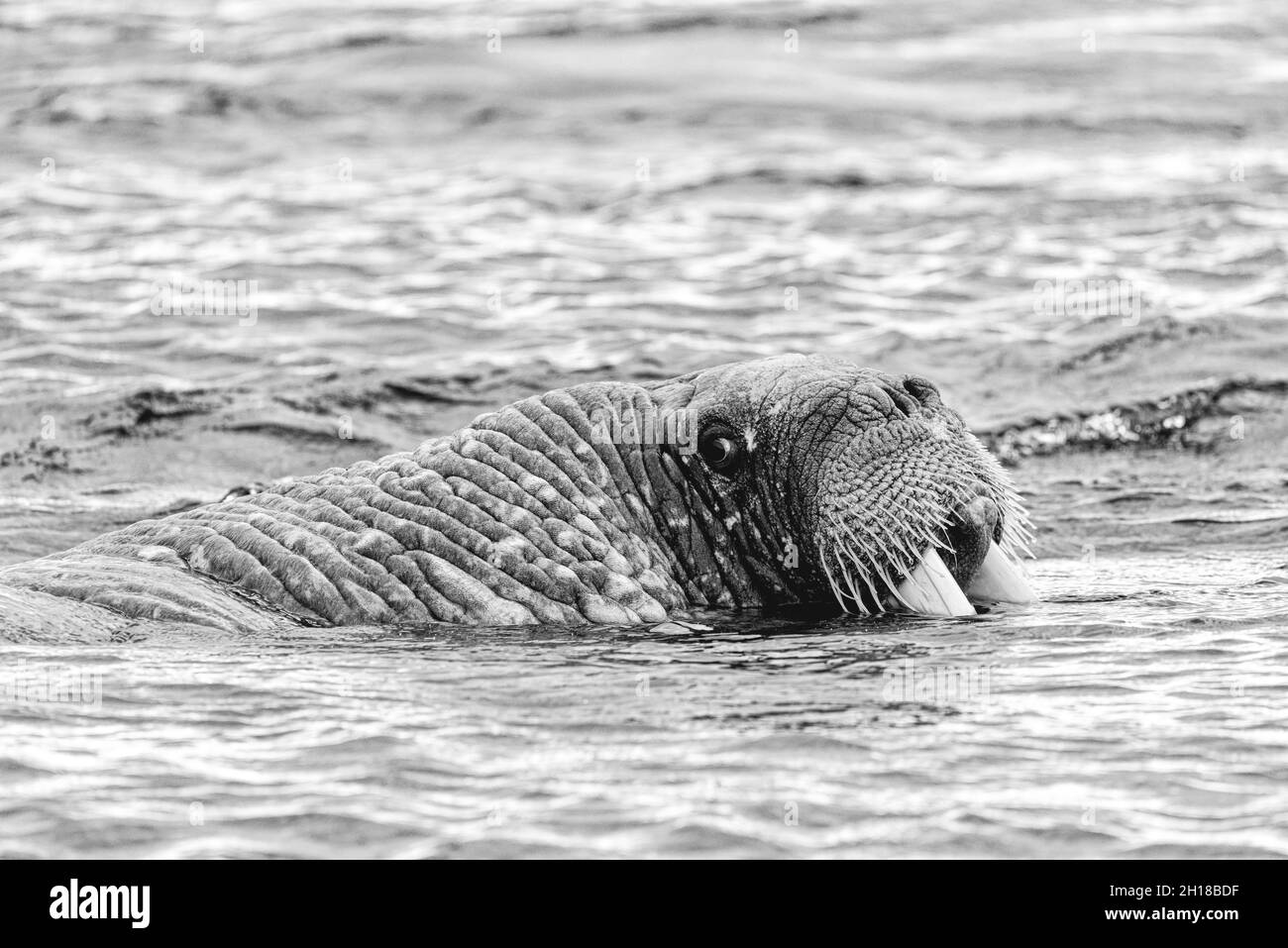 La morsa (Odobenus rosmarus), retrato, Noruega, Svalbard Fotografía de  stock - Alamy