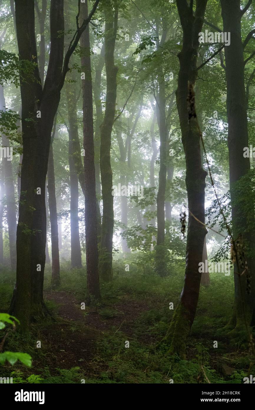 La luz del sol de la mañana brilla a través de la niebla en el bosque Foto de stock