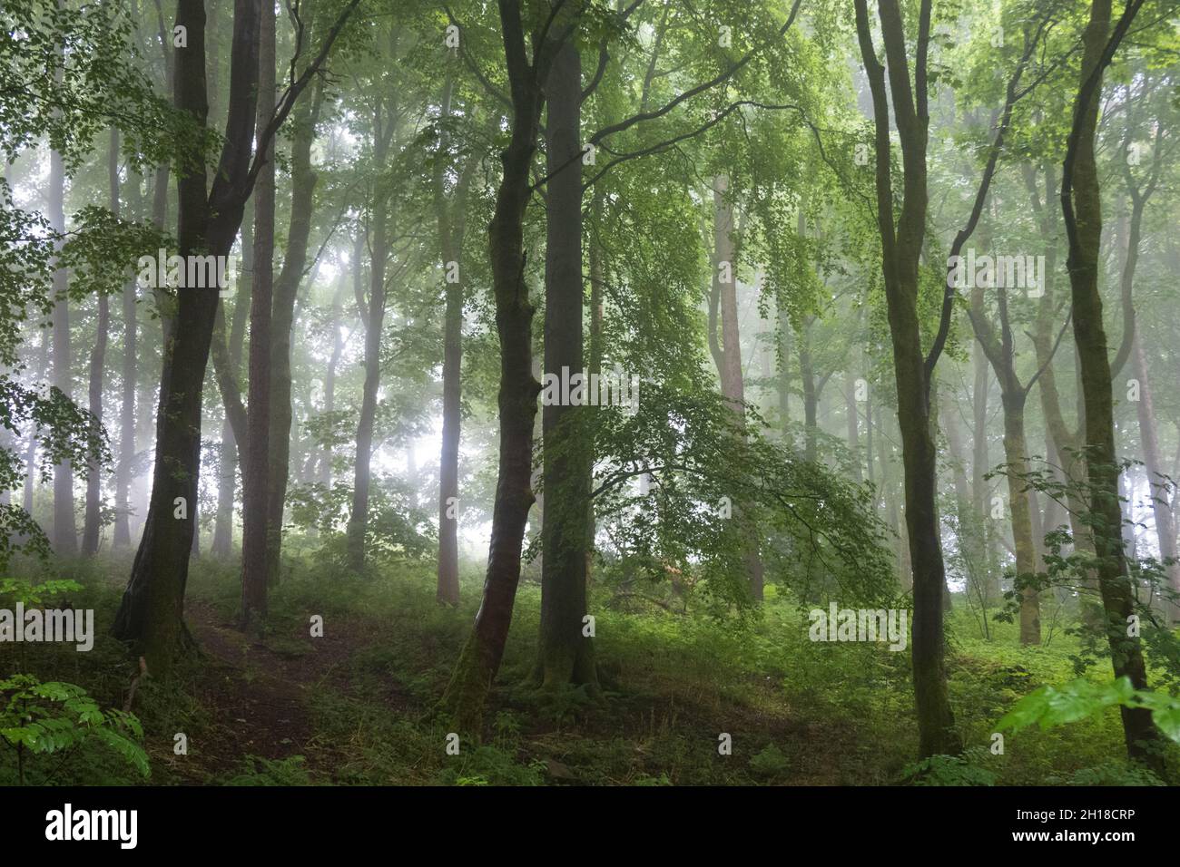 La luz del sol de la mañana brilla a través de la niebla en el bosque Foto de stock