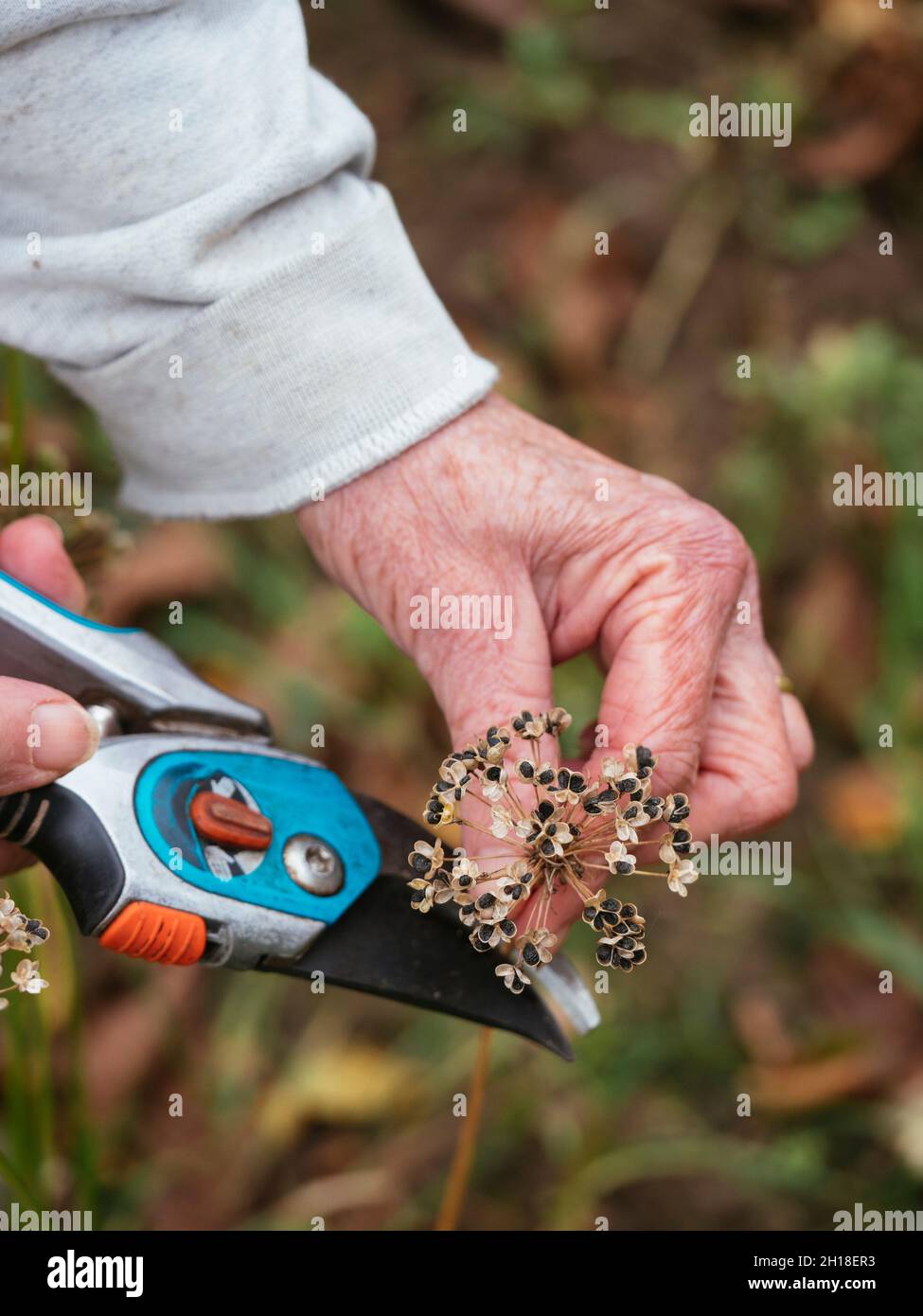 Jardinero recolectando semillas de cebolletas de ajo (Allium tuberosum). Foto de stock