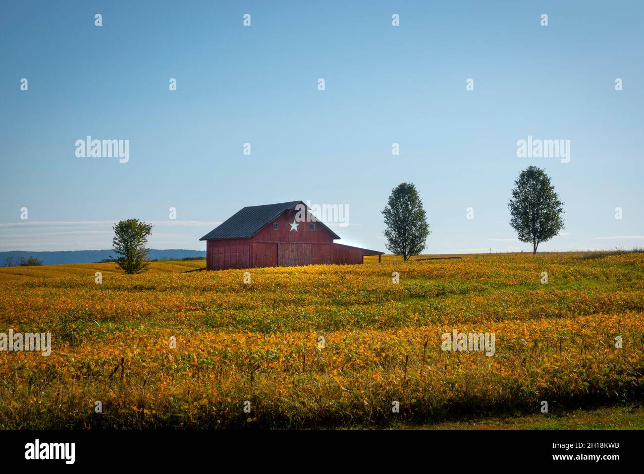 EE.UU. Virginia Occidental WV Charles Town antiguo granero en un campo de soja en el otoño Foto de stock