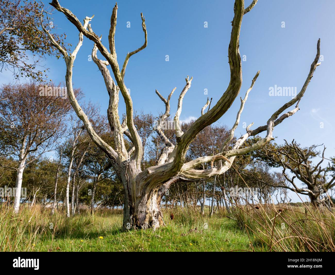 Antiguo roble muerto, Quercus robur, con ramas desnudas en la reserva natural de dunas en la isla de Frisia occidental Vlieland, Países Bajos Foto de stock
