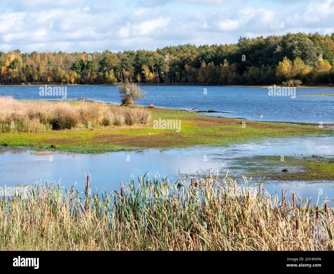 Lago y páramos con césped y caña en el parque nacional Dwingelderverld, Drenthe, Países Bajos Foto de stock