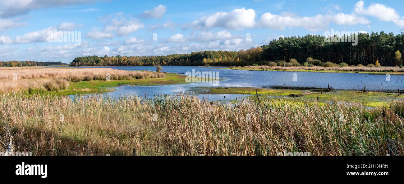 Panorama del lago, páramos, páramo y caña en la reserva natural Dwingelderverld, Drenthe, Países Bajos Foto de stock