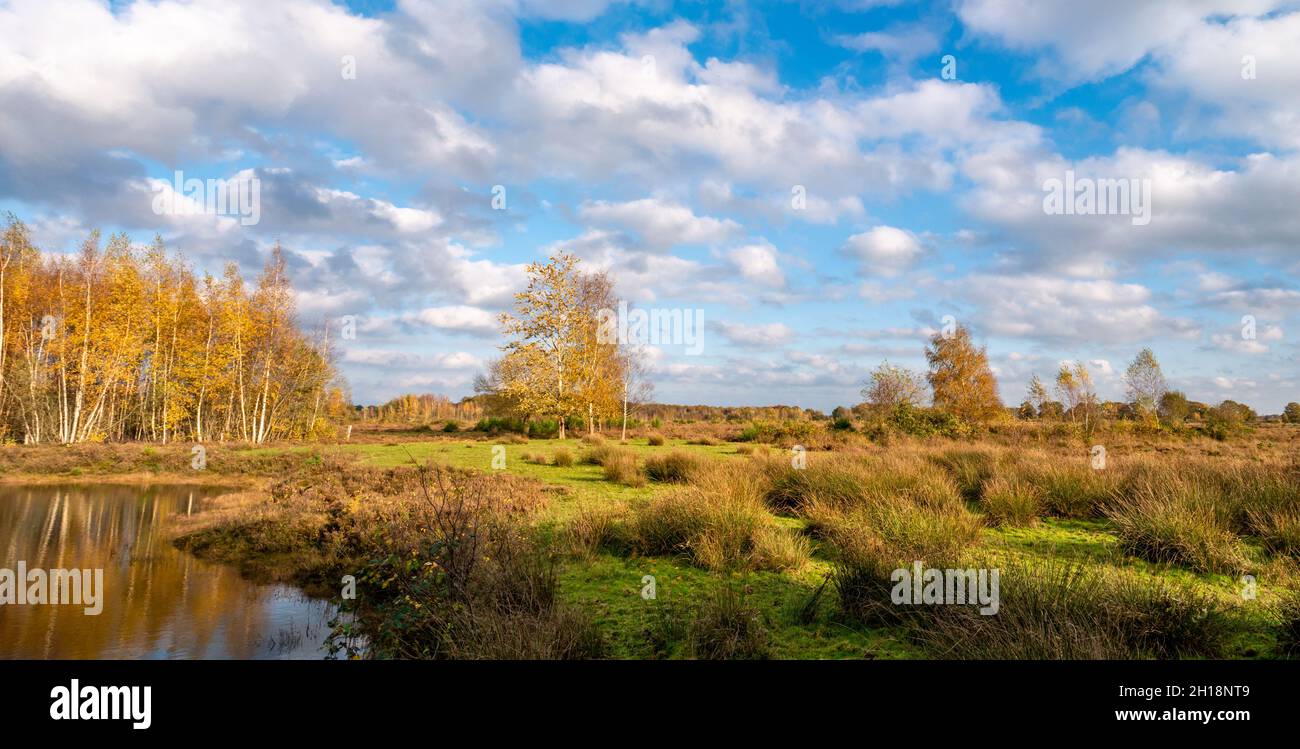 Hierba, piscina, cielo azul y jaspeado, páramo de reserva natural Takkenhoogte, Zuidwolde, Drenthe, Países Bajos Foto de stock