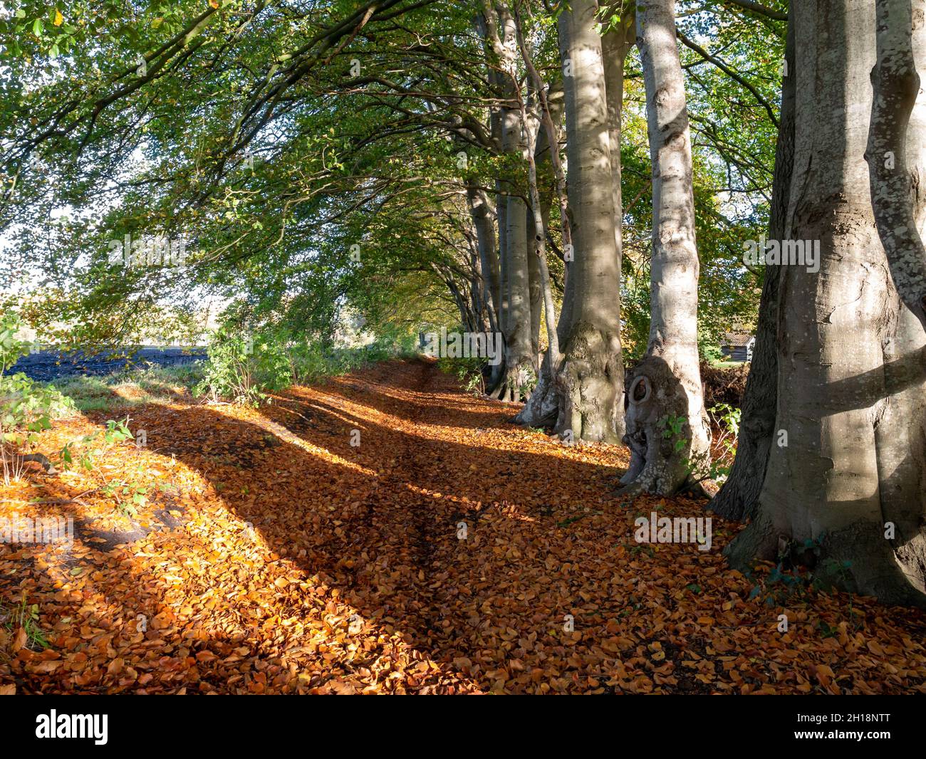 Sendero con hojas caídas y hilera de árboles, otoño en el Valle de Reest, Overijssel, Holanda Foto de stock