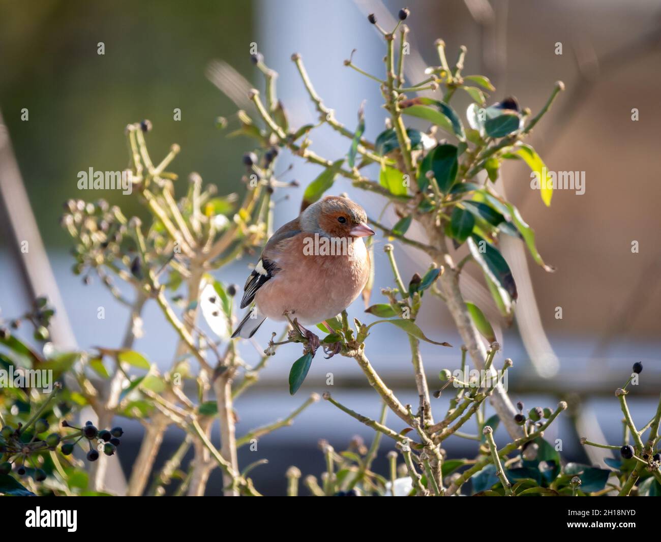 Chaffinch común, coelebs Fringilla, retrato de perching macho en rama en invierno, Países Bajos Foto de stock