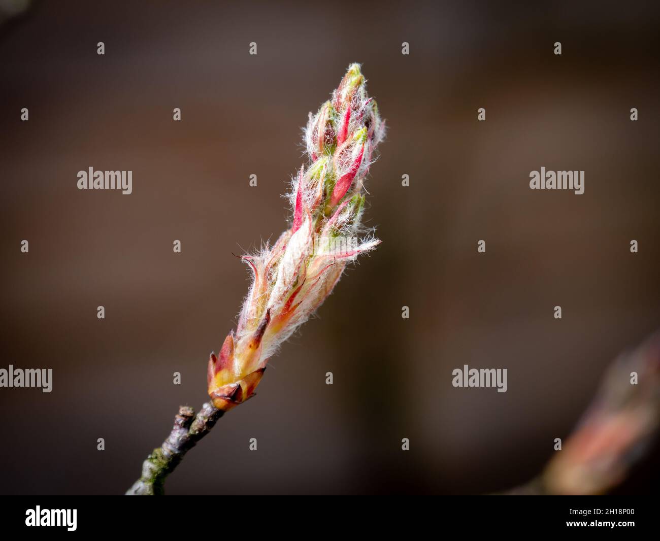 mespilus nevado de enebro, Amelanchier lamarkii, cerca de twig con nuevo brote a principios de la primavera, Países Bajos Foto de stock