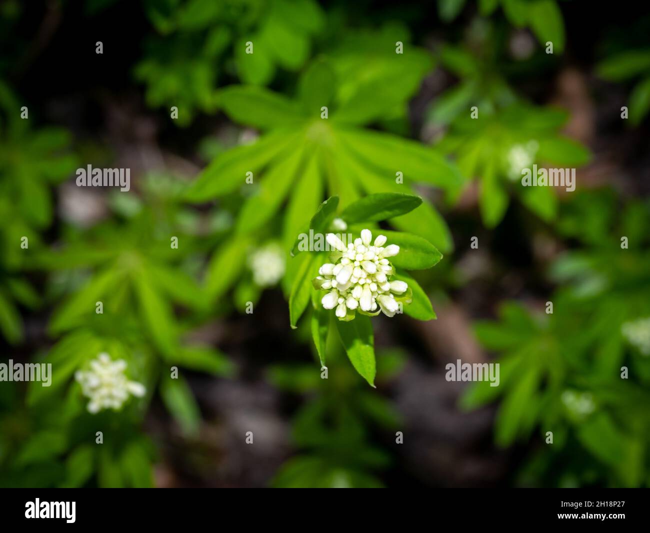 Paja perfumada o woodruff, Galium odoratum, brotes de flores blancas y follaje verde en primavera, Países Bajos Foto de stock