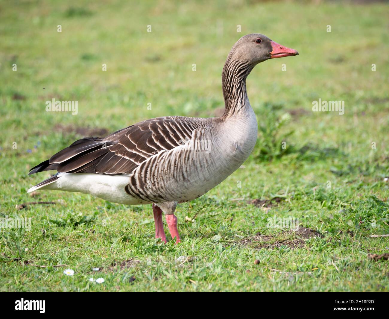 Ganso Graylag, Anser anser, vista lateral de ganso en pie en hierba, Países Bajos Foto de stock