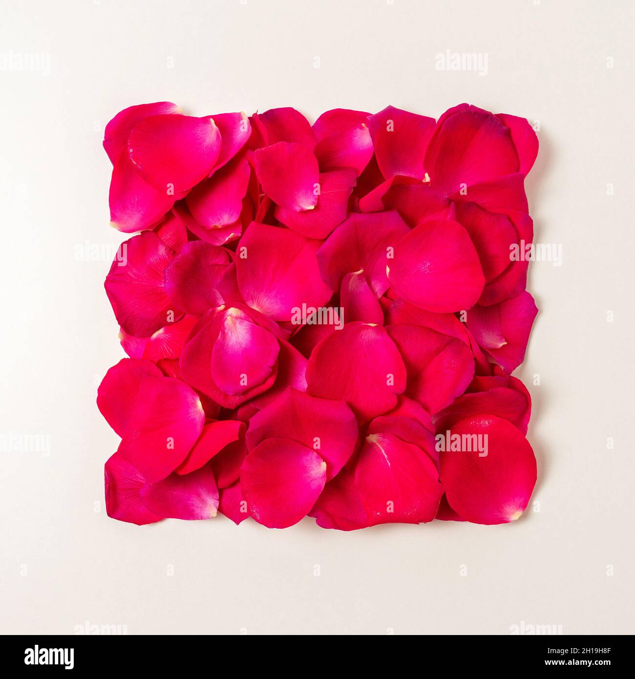 Diseño creativo hecho con pétalos de rosas y rosas rojas. Mínimo