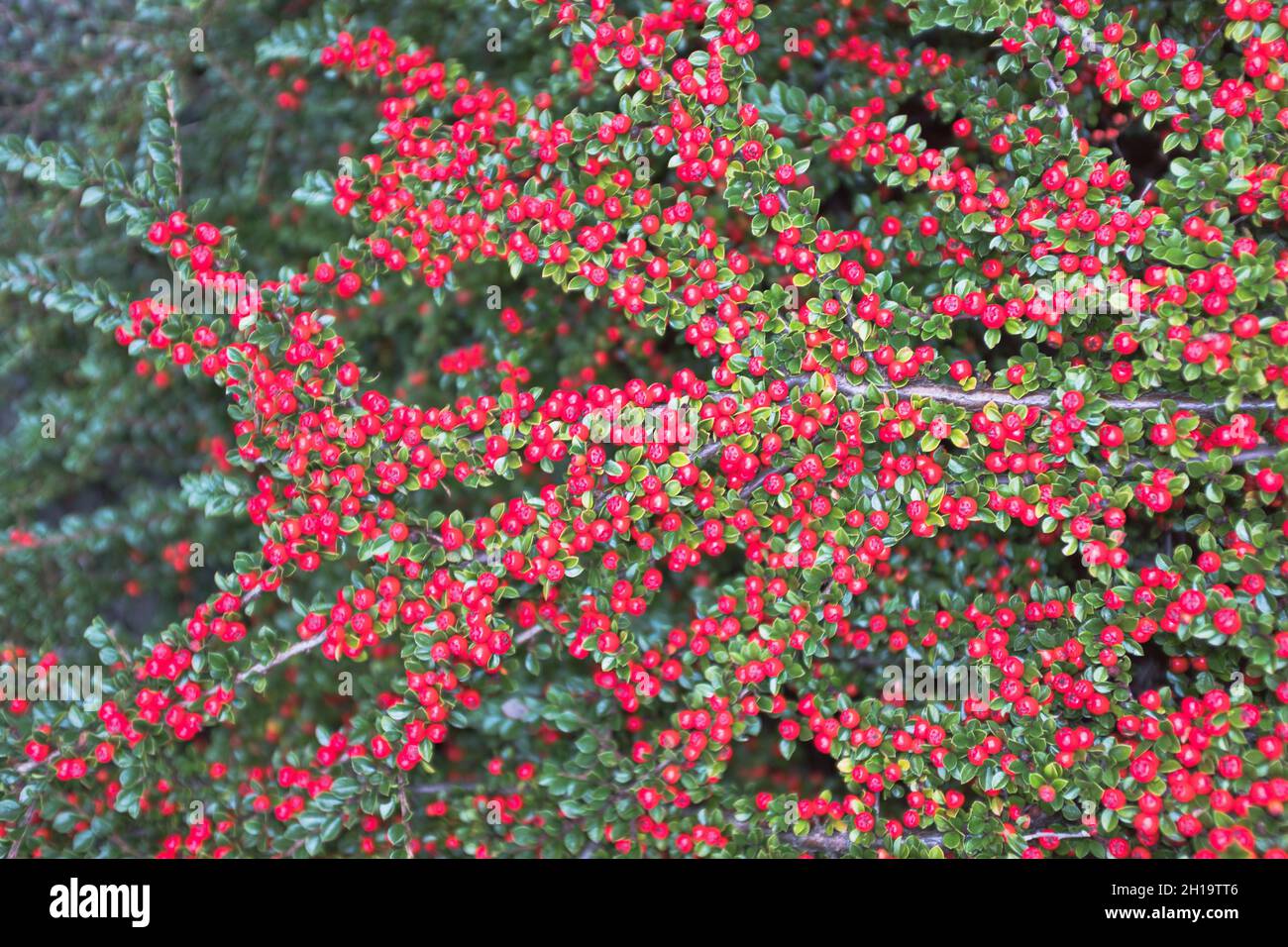 dh Cotoneaster horizontalis FLORA UK Arbusto de bayas rojas arbusto de otoño Foto de stock