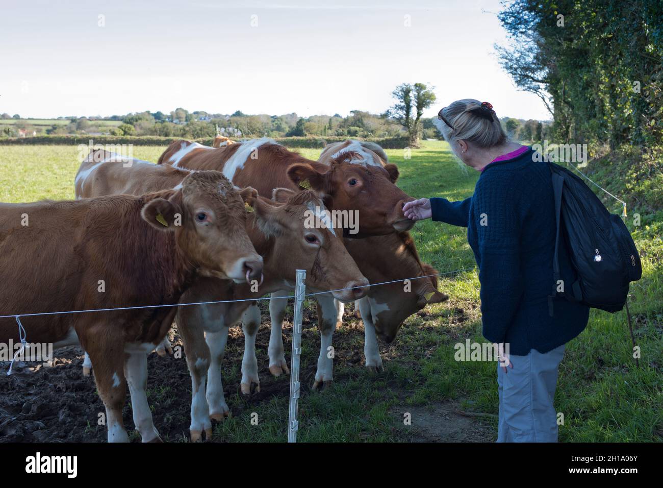 dh ANIMALES de ganado VACAS GUERNSEY vaca amistosa con mujer turista Foto de stock
