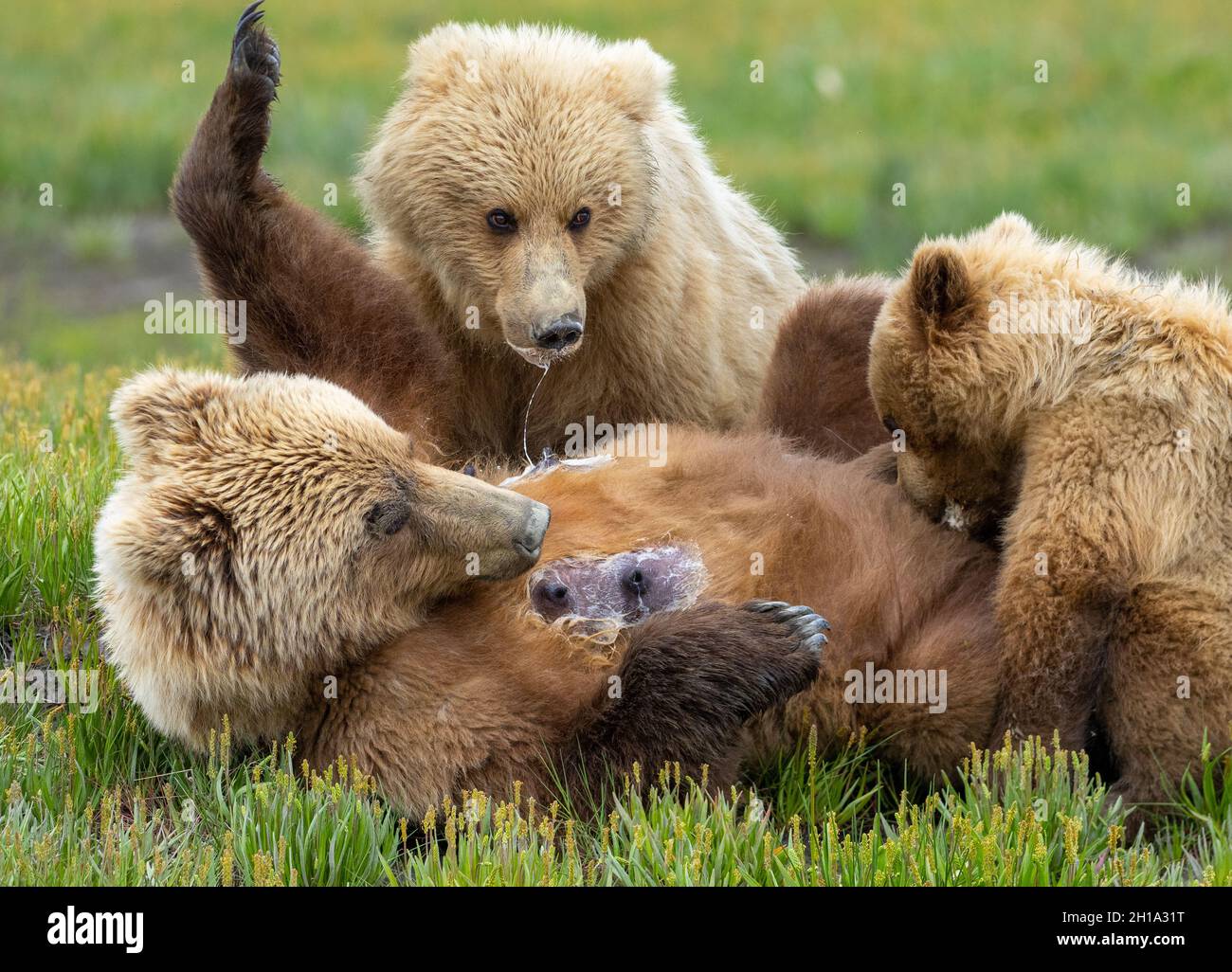Marrón / Grizzly Bear, Lake Clark National Park, Alaska. Foto de stock