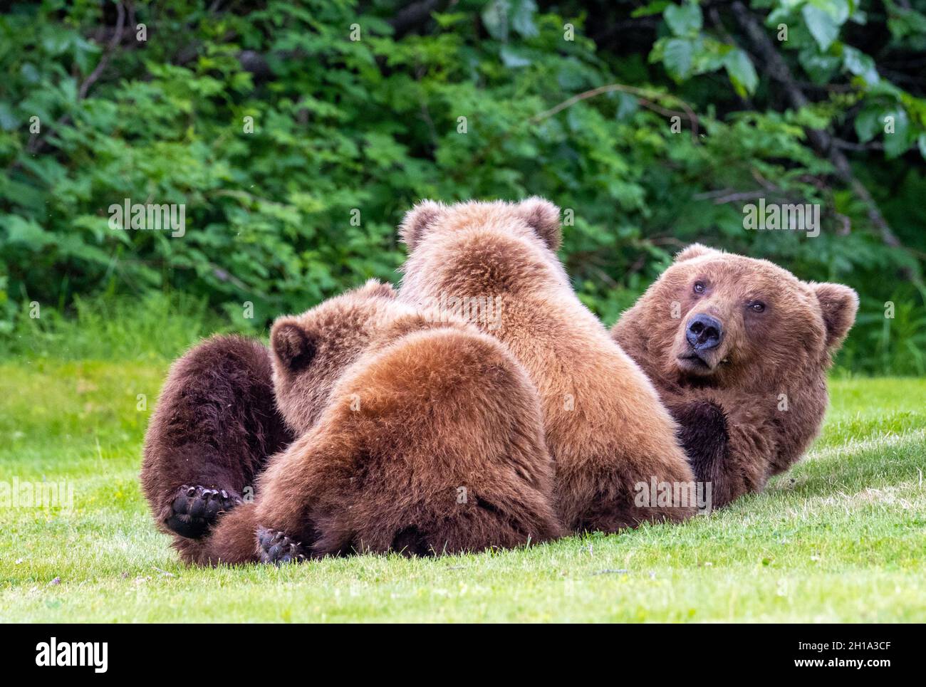 Marrón / Grizzly Bear, Lake Clark National Park, Alaska. Foto de stock