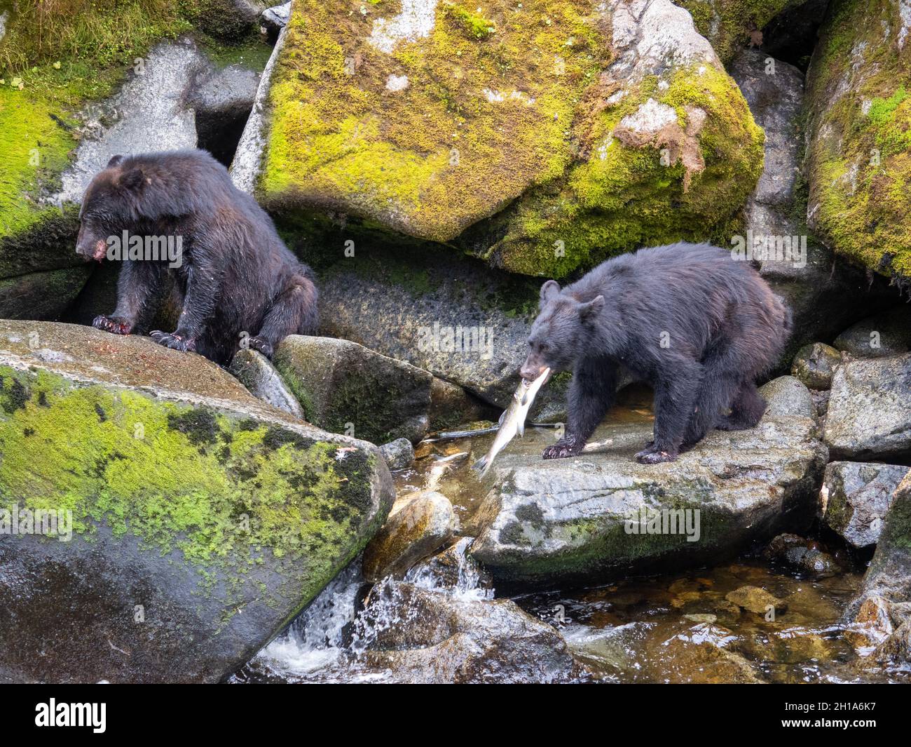 Oso Negro, Anan Wildlife Observatory Site, Tongass National Forest, Alaska. Foto de stock