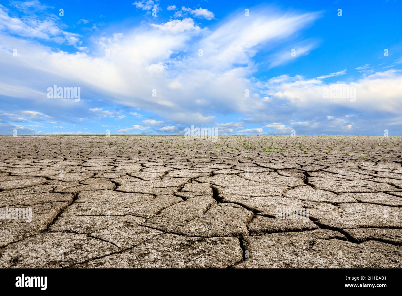 La vegetación crece sobre la tierra seca y agrietada en acude Cocorobó bajo  nivel debido a la sequía Fotografía de stock - Alamy