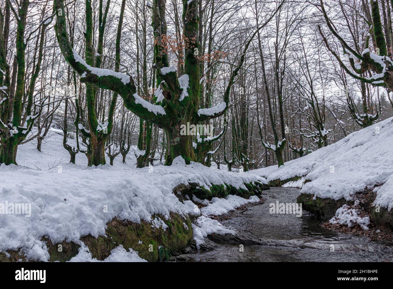 bosque de haya nevado con un arroyo que lo cruza Foto de stock