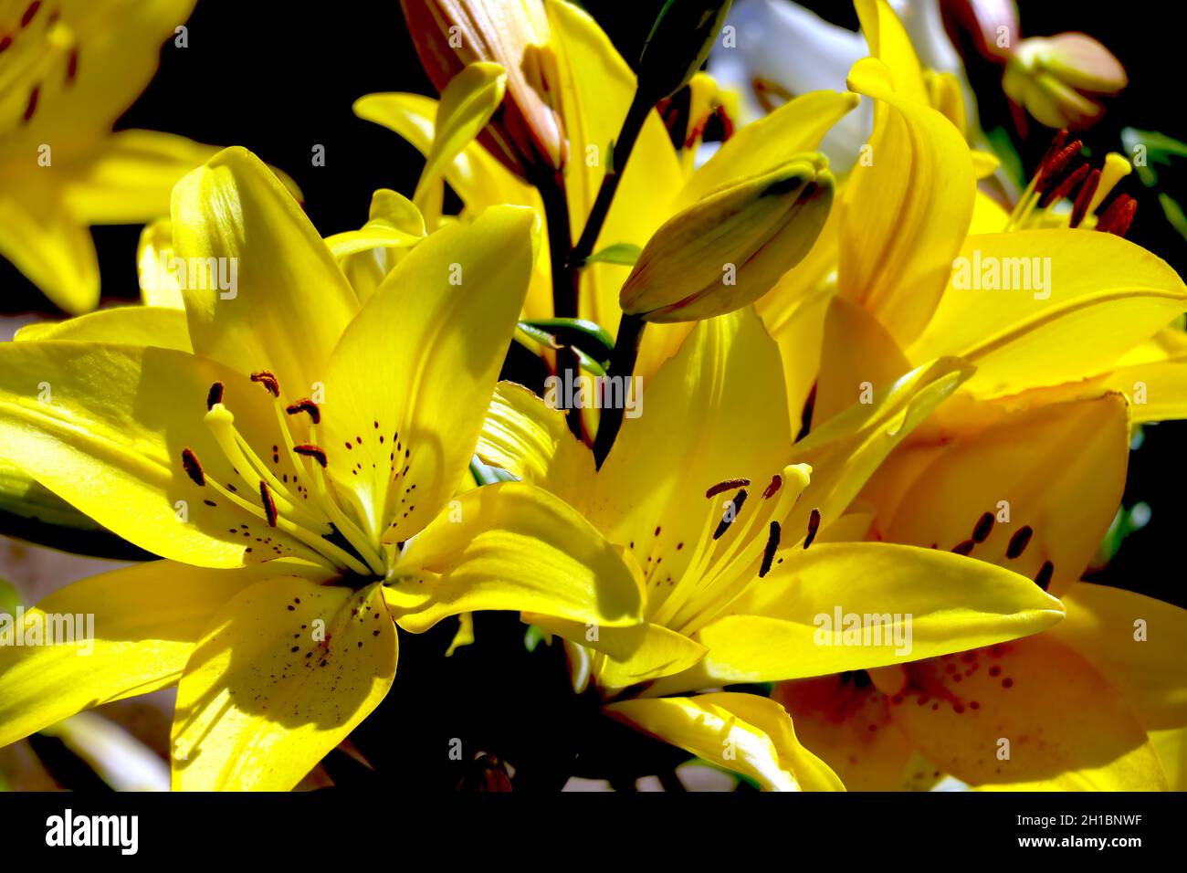 Brotes grandes de lirio amarillo floreciente en el jardín. Foto de stock