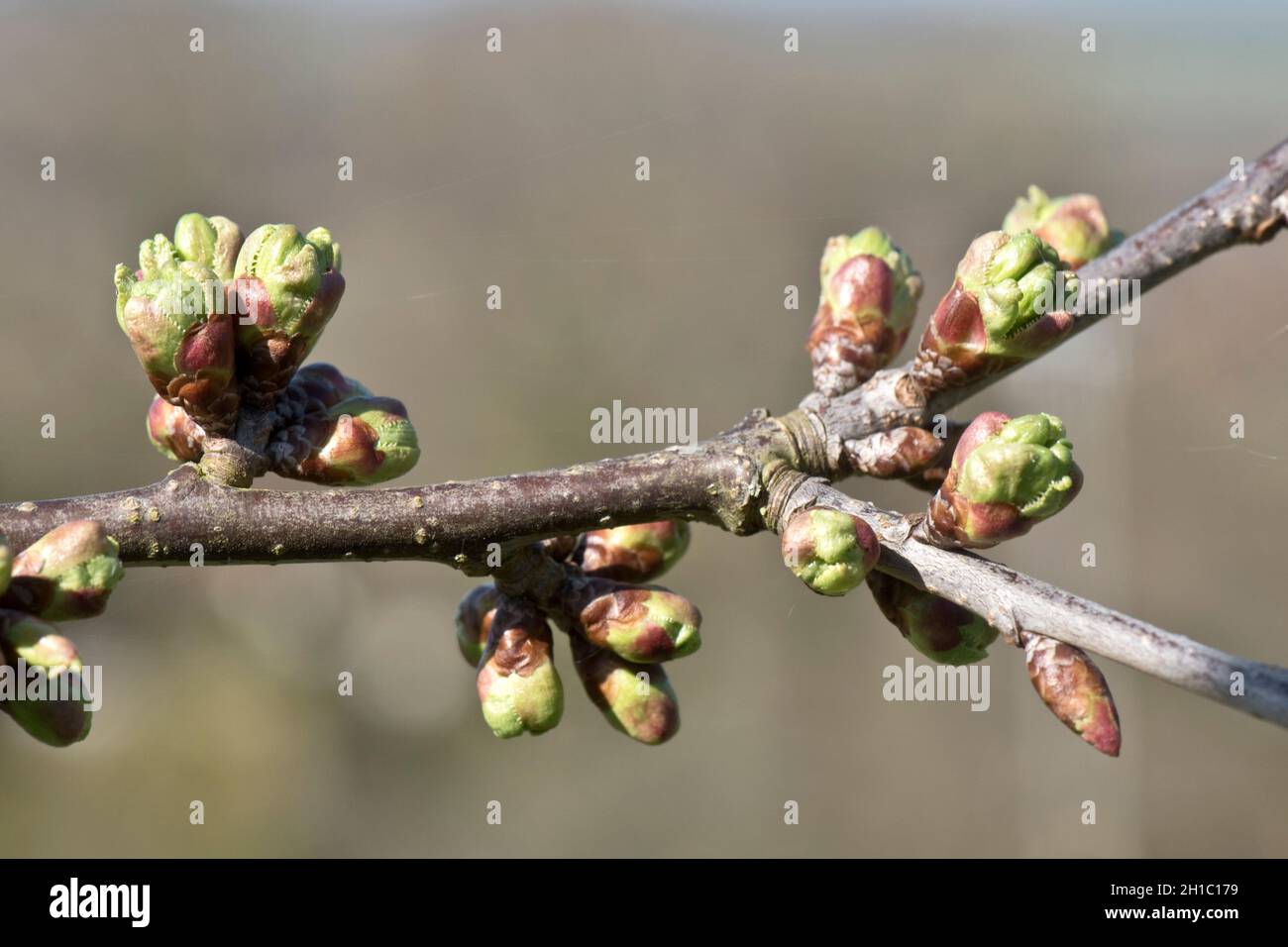 Cereza comestible dulce (Prus avium) y cultivar comestible con brotes que se desarrollan en ramas sin hojas a principios de la primavera, Berkshire, marzo Foto de stock