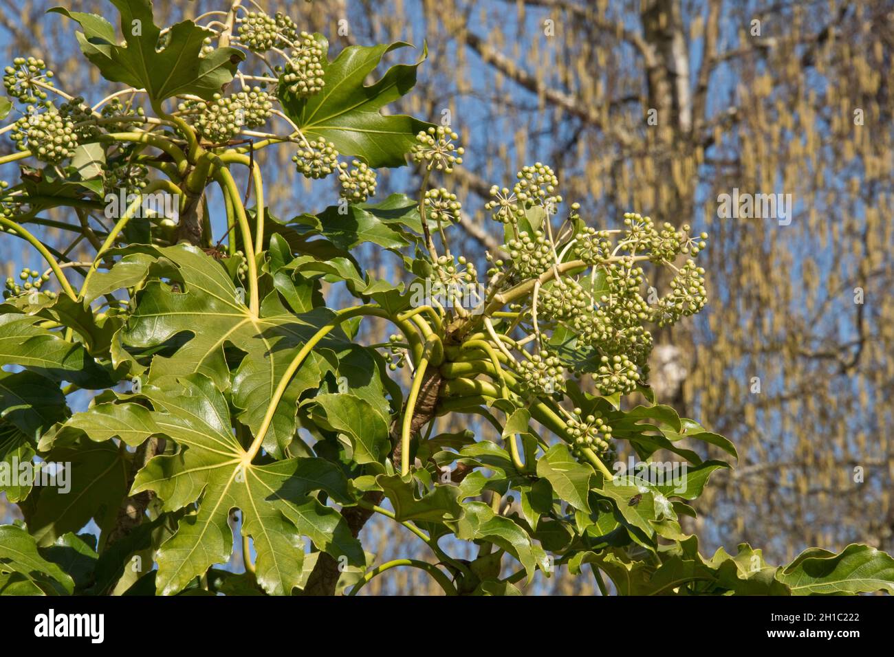 Planta de aceite de castor falso (Fatsia japonica) hojas verdes brillantes de lóbulos pálidos y racimos verdes inmaduros de fruta, Berkshire, abril Foto de stock