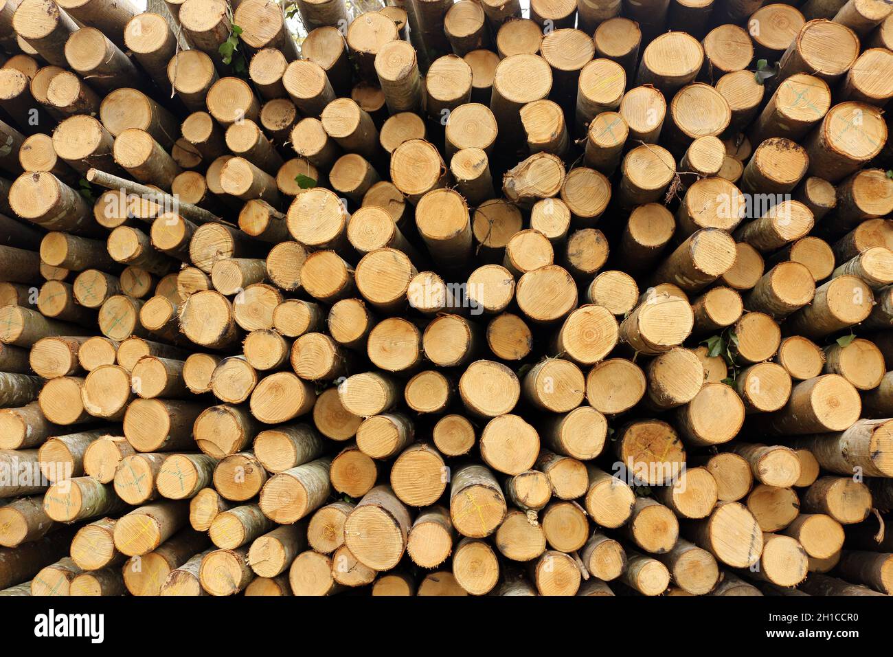 una pila de troncos cortados para leña Foto de stock
