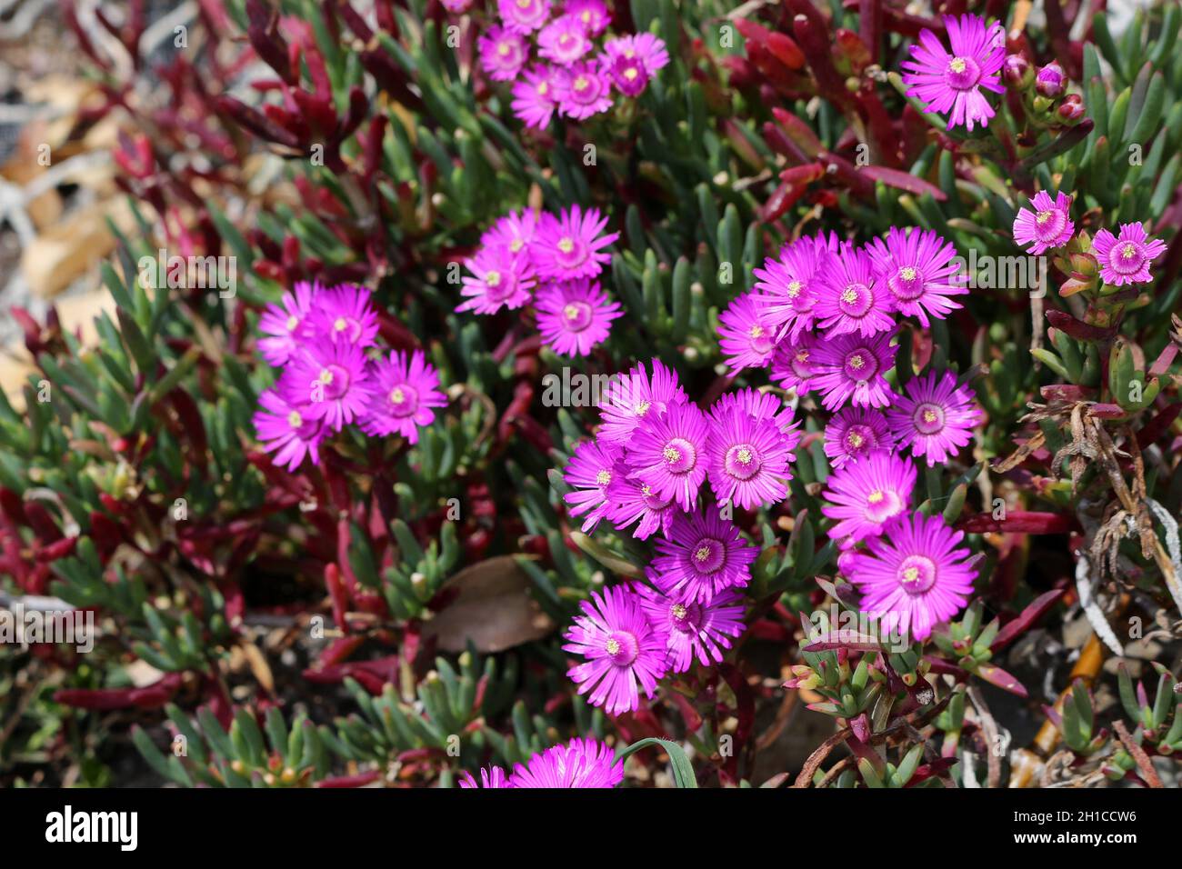 Lampranthus piquet, Planta de Hielo Púrpura Foto de stock