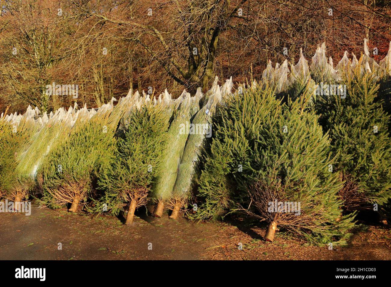 Árboles de Navidad reales cortados y listos para la venta Foto de stock