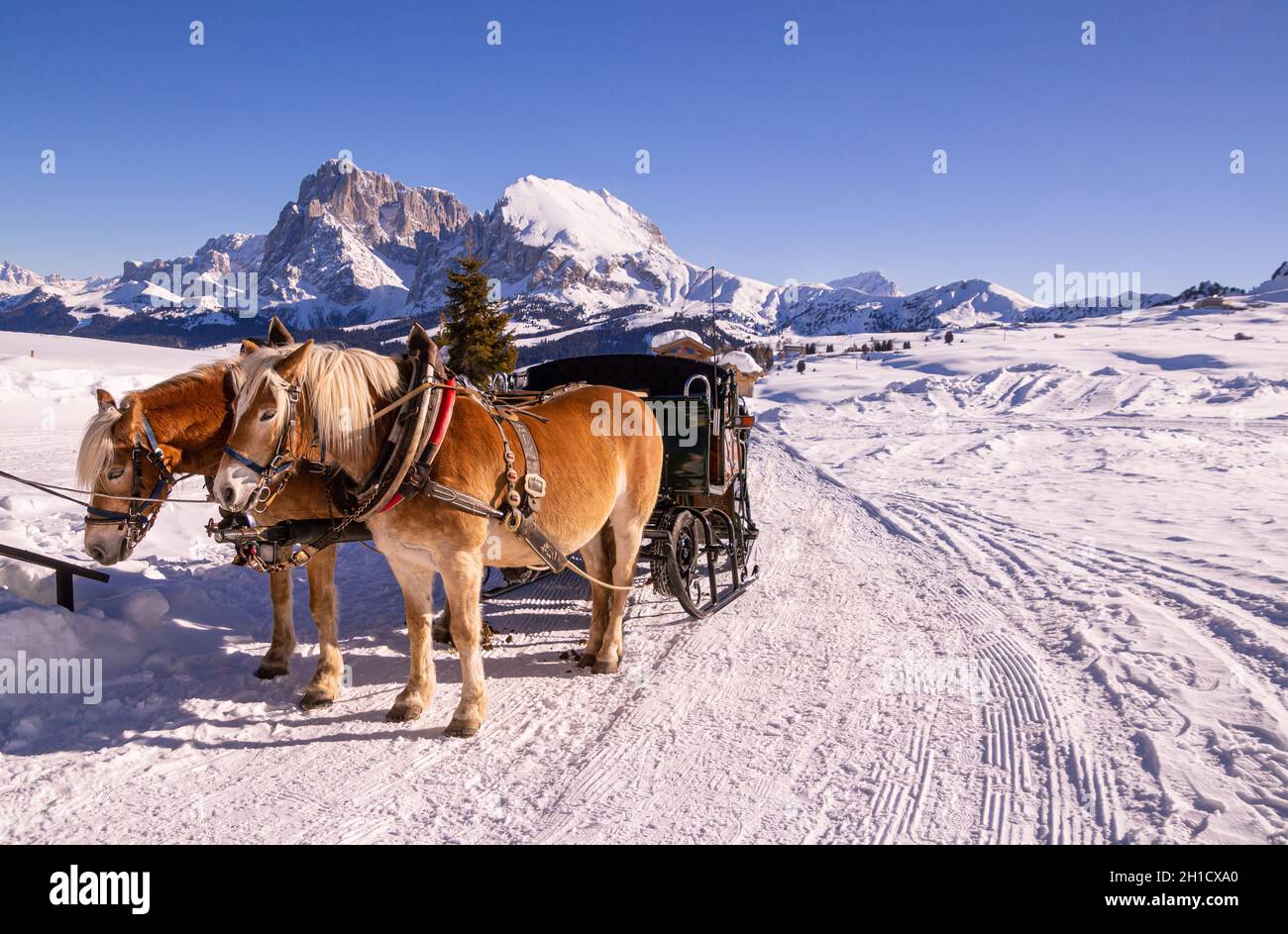 Caballos de pie en la nieve tomando un descanso después de tirar de un carruaje; en la cadena montañosa de fondo de Langkofel Plattkofel en Alpe di siusi Seiser Alm Foto de stock