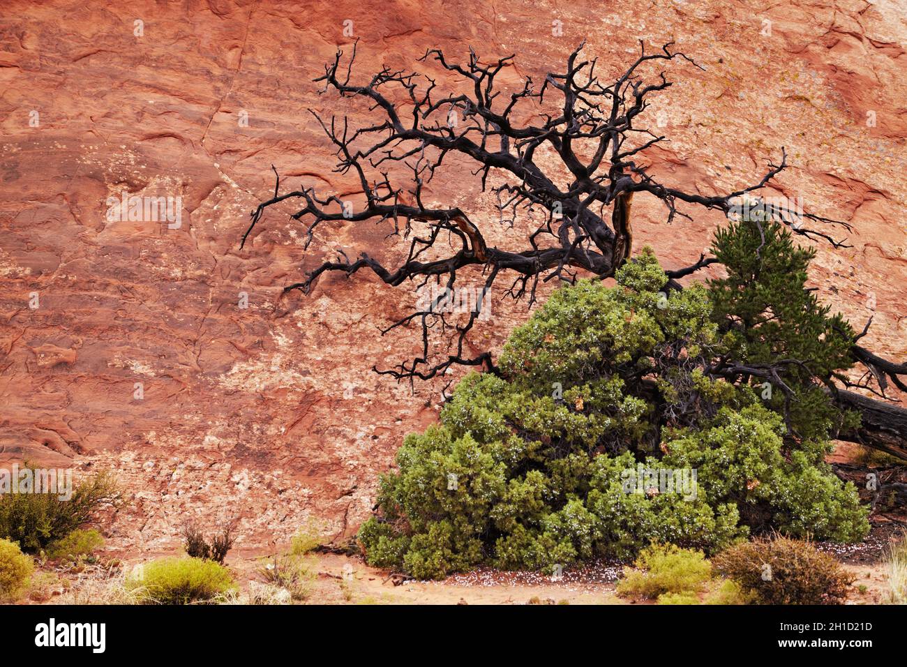 Árbol sobre fondo de roca roja en el Parque Nacional Arches, Utah, Estados Unidos Foto de stock