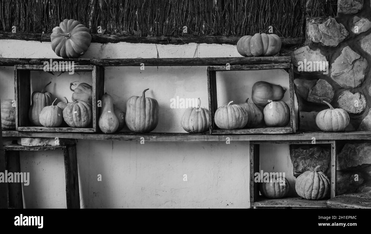 Grupo de calabazas como símbolo de Halloween Foto de stock